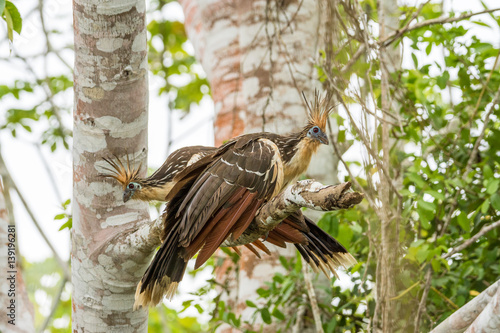 Hoatzin im Bolivianischen Amazonas-Regenwald photo