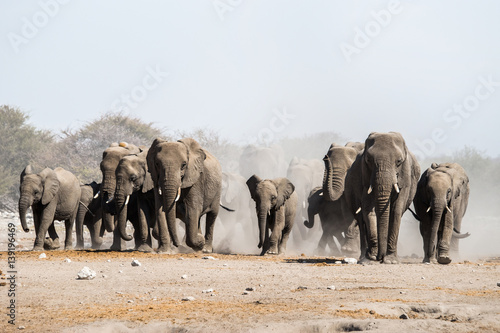 A herd of african elephants walking in Etosha national park. Namibia, Africa.