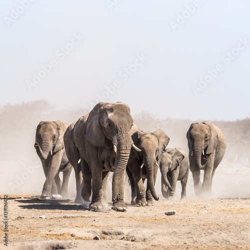 A herd of elephants approaches a waterhole in Etosha national park. Northrtn Namibia  Africa.