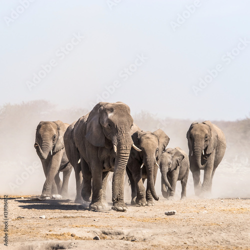 Photography A herd of elephants approaches a waterhole in Etosha national park
