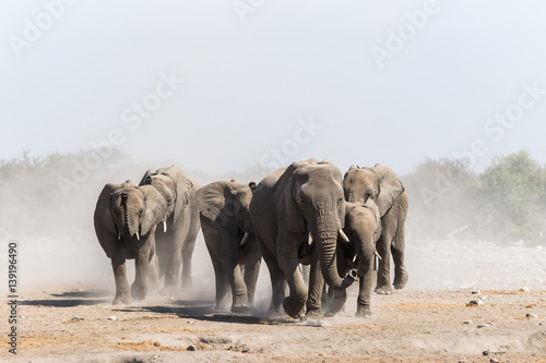 Photography A herd of african elephants approaches a waterhole in Etosha national park