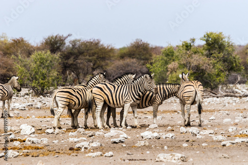 A herd of zebras standing in savannah. Etosha national park  Namibia