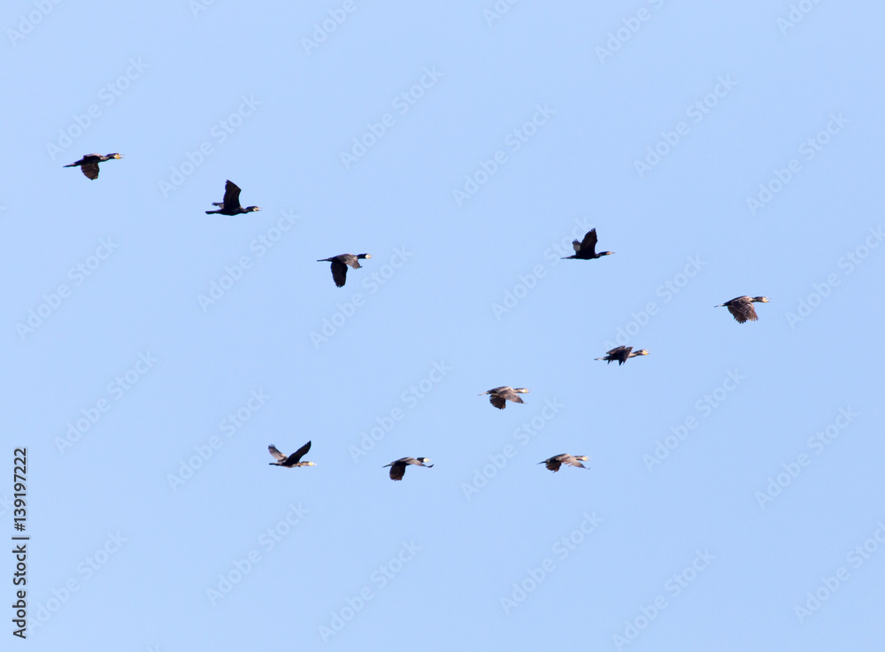 a flock of birds flying south in the blue sky