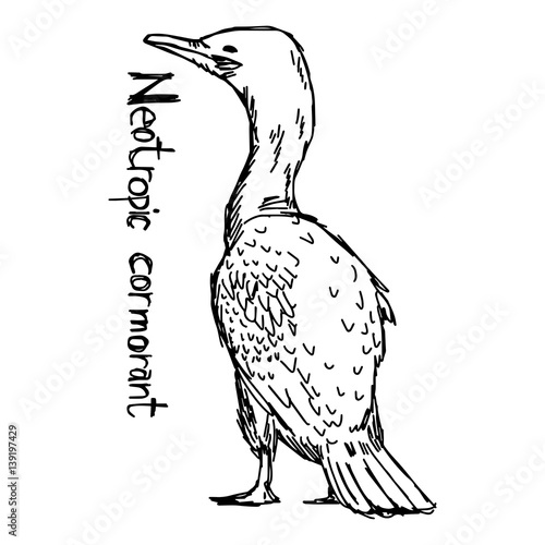Neotropic cormorant - vector illustration sketch hand drawn with black lines, isolated on white background