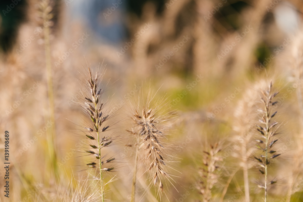 Phragmites waving in the breeze. Phragmites waving in the breeze.