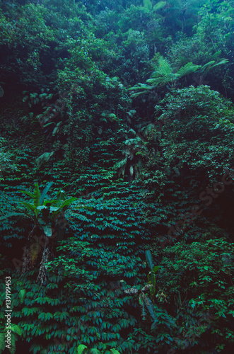 tropical rain forest, green wall background