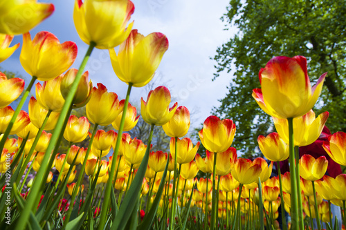 Fototapeta Naklejka Na Ścianę i Meble -  Spring in garden, flower background, tulips