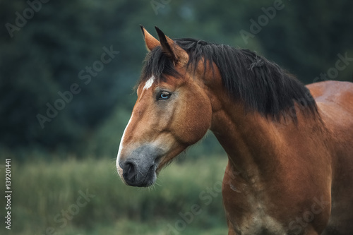 Portrait of a wild bay horse