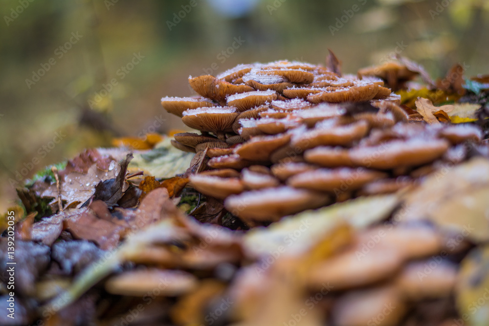 Ansammlung von kleinen Pilze im Wald Ansammlung von kleinen Pilze im Wald