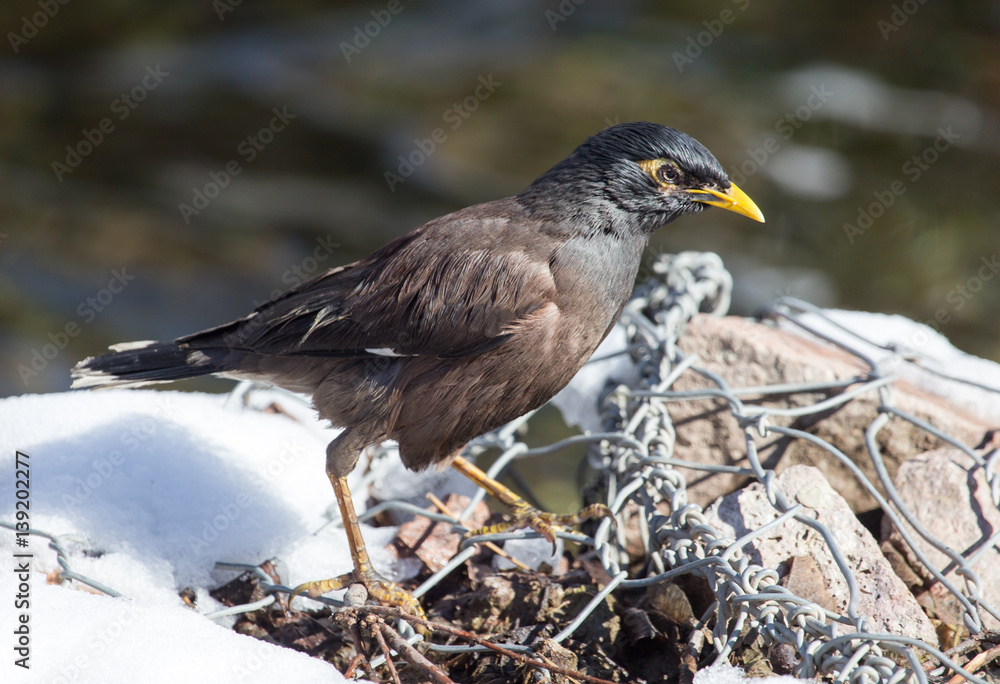 Starling on the ground in winter Starling on the ground in winter
