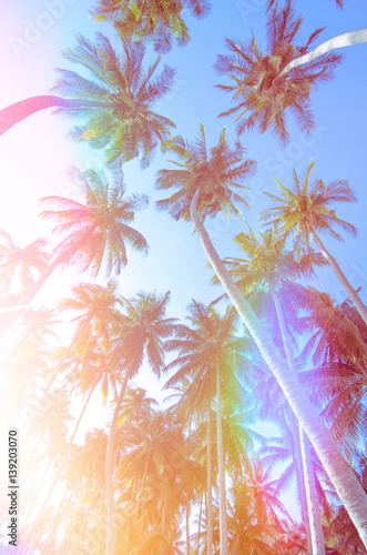 palm trees © elovich