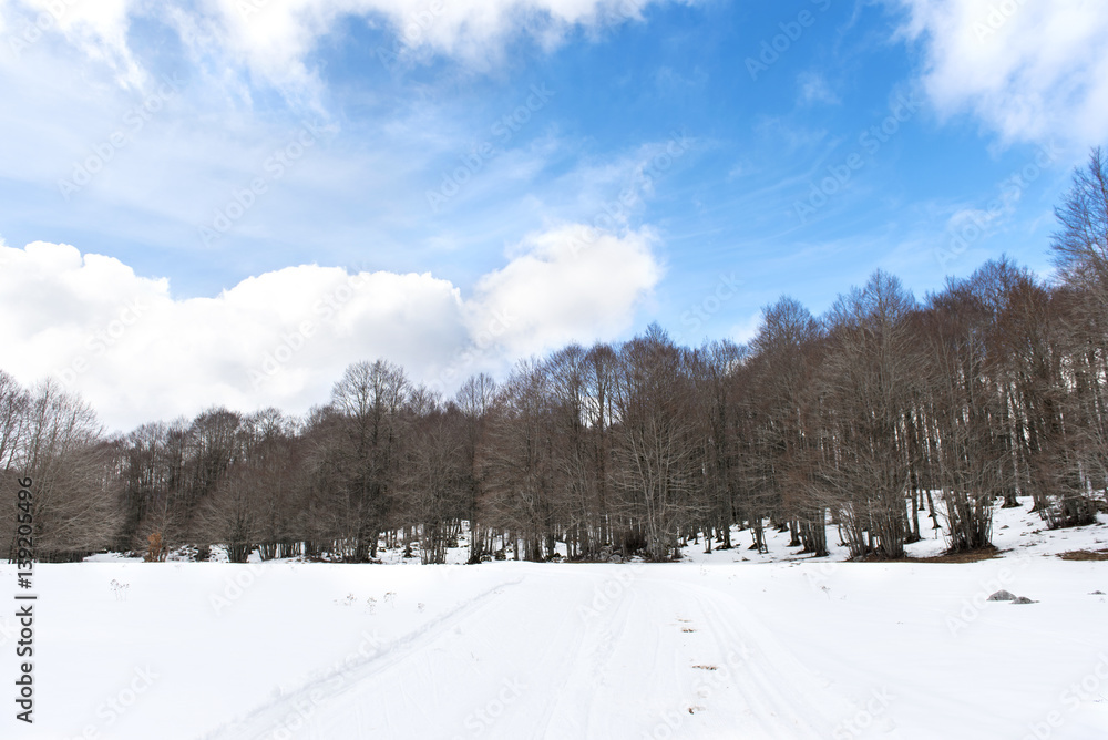 Snowy winter landscape