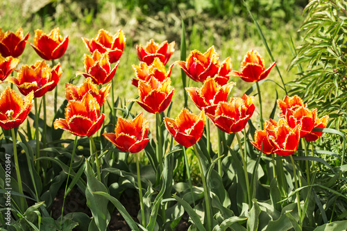 orange tulips in spring garden