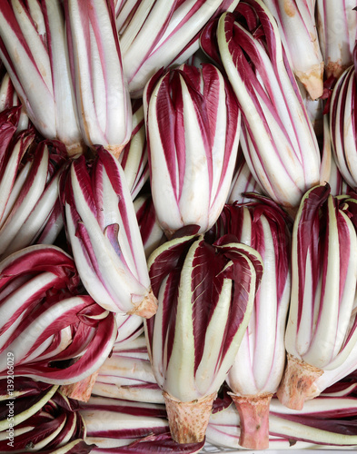 red chicory called Radicchio Rosso di Treviso in Italy
