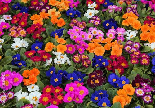 Canvas Print background of colorful primroses in early spring