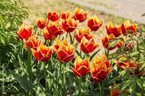 bright spring tulips