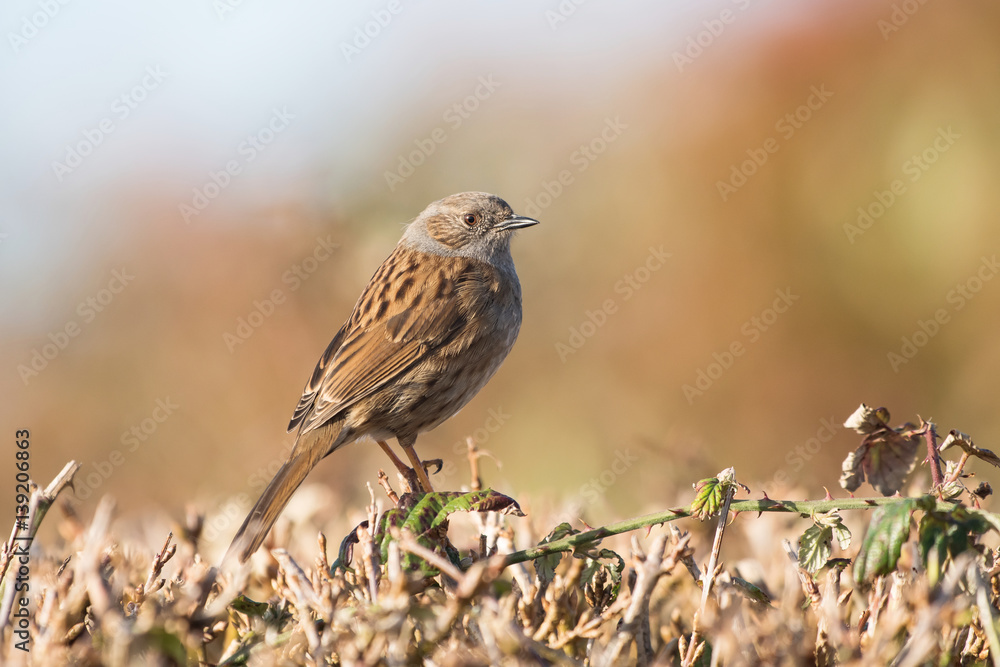 Fototapeta premium Dunnock, Prunella modularis