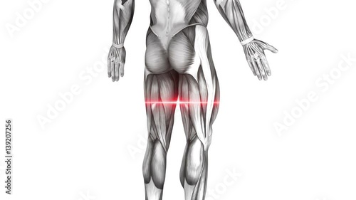 Calf Muscles Back - Anatomy Muscles photo