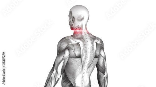 Deltoid Anterior - Anatomy Muscles 