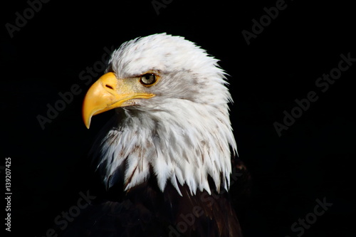 From Bald Eagle with Love