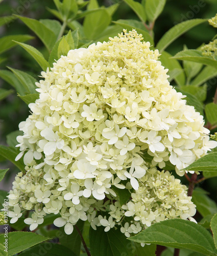 Hydrangea paniculata Lime Blüte weiß photo