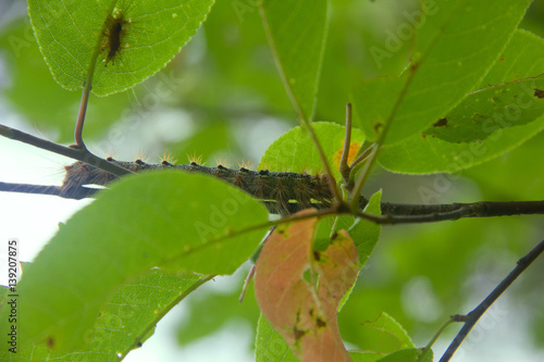 Lymantria dispar caterpillars move in forest. photo