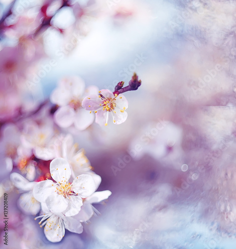 soft white fruit tree blossoms on blurred background tender. Artistic, slightly abstract photo. Spring mood and background. 