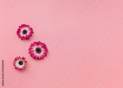 Fototapeta Naklejka Na Ścianę i Meble -  Three gerbera flowers head on pastel tone background