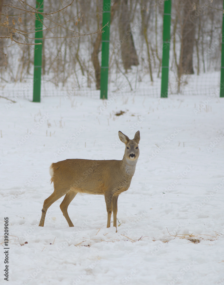 Obraz premium Deer in Snowy Field, at zoo