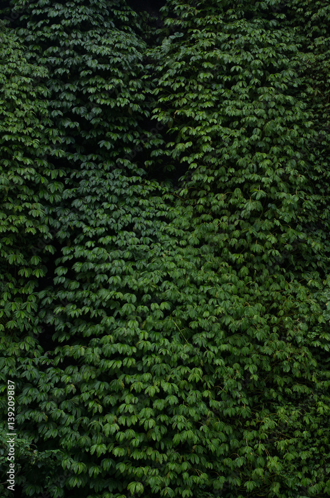 green leaves background green leaves background