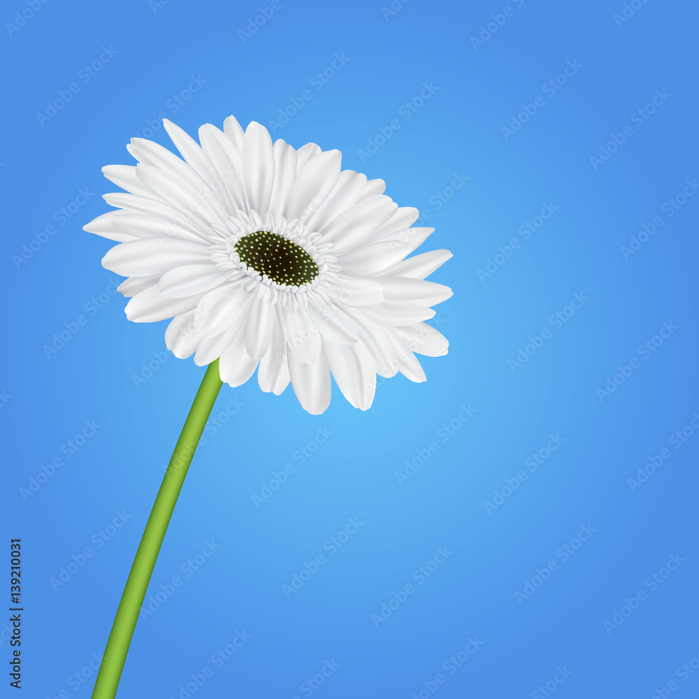 spring blue background with gerbera flower spring blue background with gerbera flower