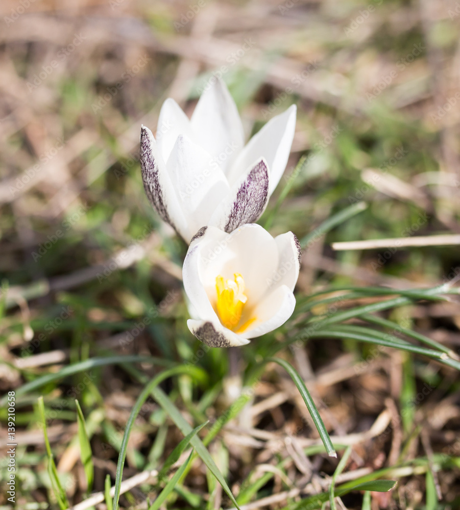 snowdrop flower in nature snowdrop flower in nature