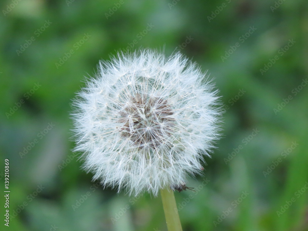 Fototapeta premium Diente de León 