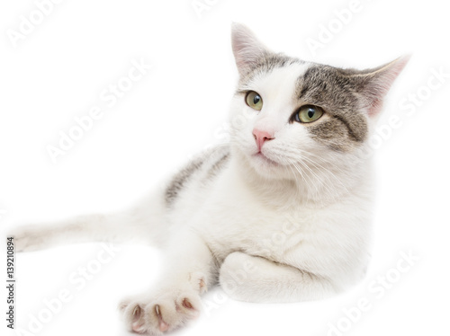 Cat on a white background