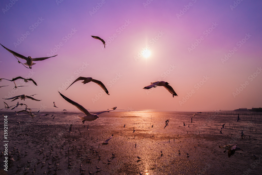 Naklejka premium Seagull with sunset on the sea at Bangpu, Thailand