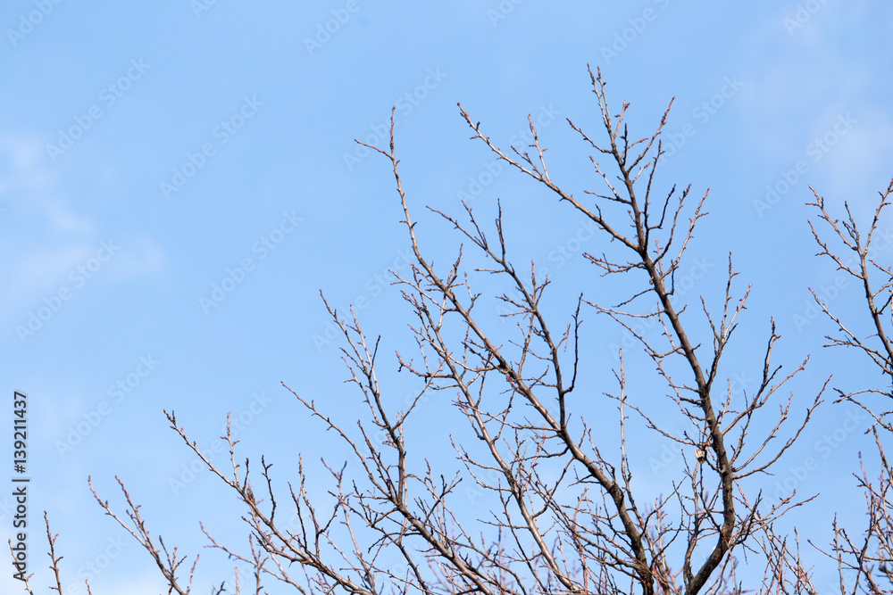 leafless tree branches against the blue sky leafless tree branches against the blue sky