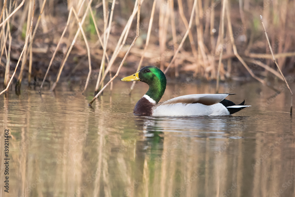 Mallard, Duck, Anas platyrhynchos Mallard, Duck, Anas platyrhynchos