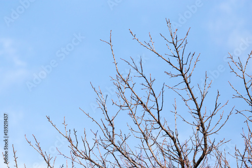 leafless tree branches against the blue sky