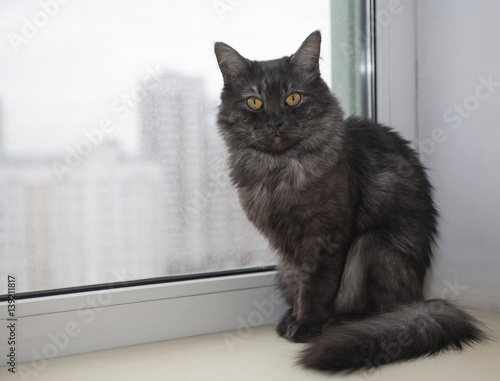 симпатичный серый кот на окне на фоне города