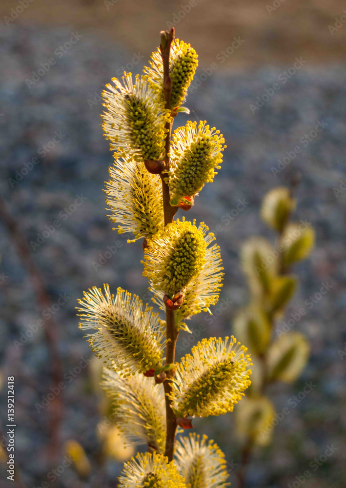 Spring. March. Blooms fluffy Sunny willow. Spring. March. Blooms fluffy Sunny willow.