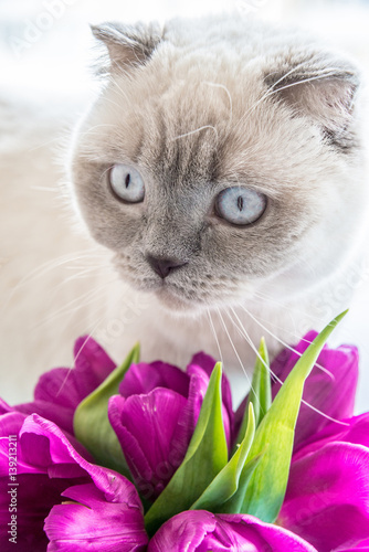 a nice colorpoint cat with pink tulips spring flowers photo