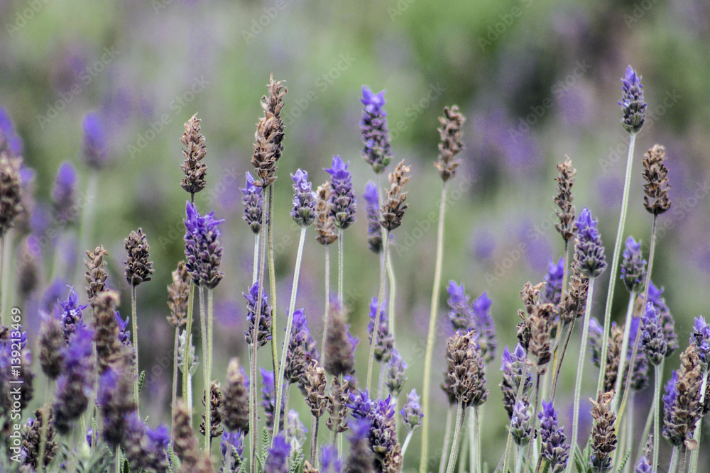Naklejka premium Szczegóły Lavander Fields w Brazylii