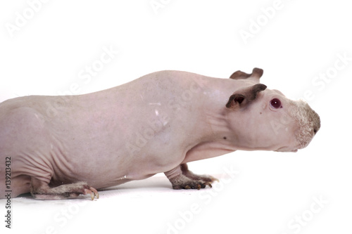 hairless guinea pig