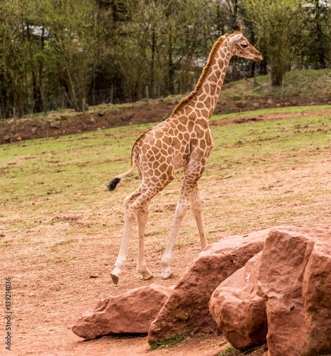 Dalton-in Furness  Cumbria  UK. 19th April 2015. Baby Giraffe enjoying a walk around the South lakes safari park  Dalton-in-furness  Cumbria  UK