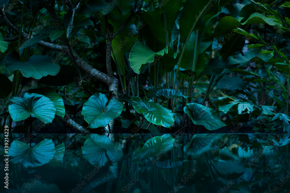 Naklejka premium tropikalny las deszczowy z lustrem wodnym