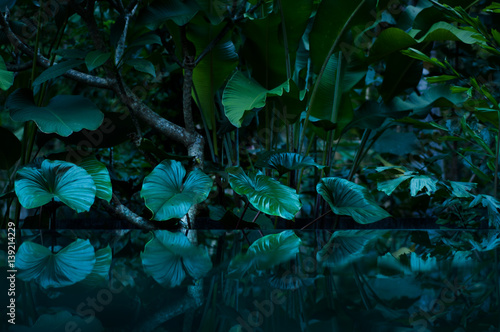 Fototapeta tropikalny las deszczowy z lustrem wody