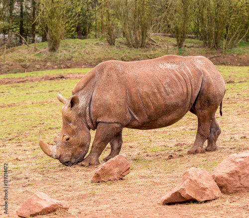 Dalton-in Furness  Cumbria  UK. 19th April 2015. Rhinoceros in grounds at South lakes safari park  Dalton-in-furness  Cumbria  UK