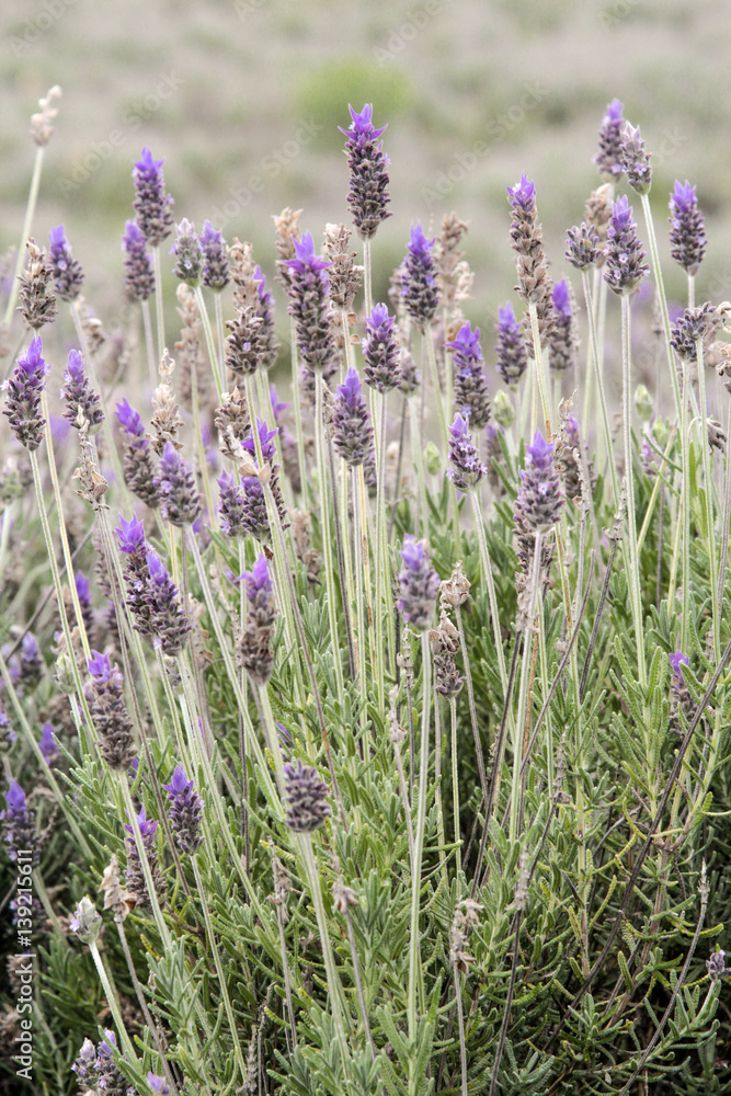 Obraz premium Detail of Lavander Fields in Brazil