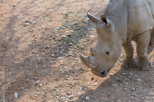 Rinoceronte Bianco - Rhino - profilo photo