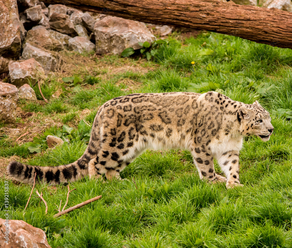 Dalton-in Furness, Cumbria, UK. 19th April 2015. Snow Leopard enjoying raw meat at feeding time at South lakes safari park, Dalton-in-furness, Cumbria, UK Dalton-in Furness, Cumbria, UK. 19th April 2015. Snow Leopard enjoying raw meat at feeding time at South lakes safari park, Dalton-in-furness, Cumbria, UK